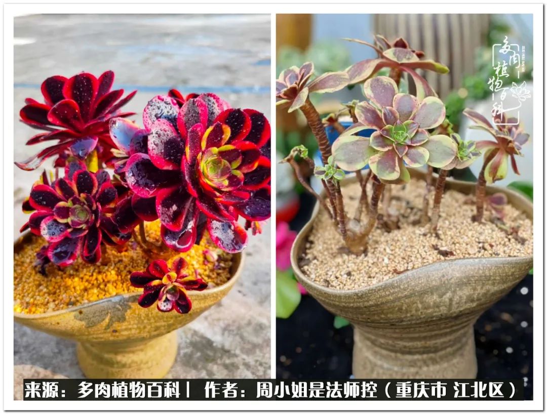 久居多肉深坑，遇见一群可爱的人