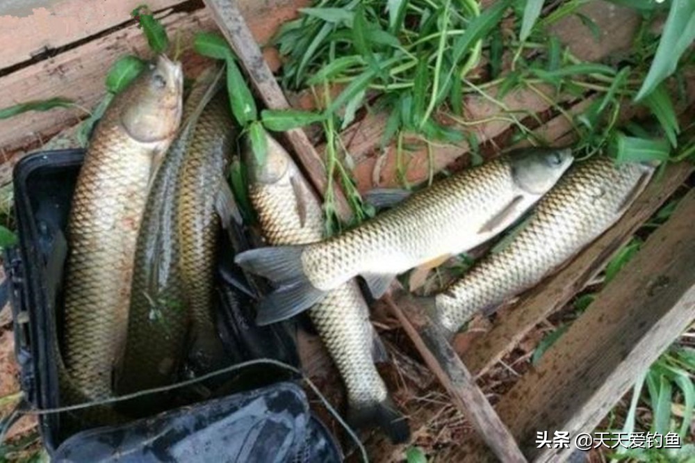 钓小体型鱼调漂技巧图解,想钓好鱼调漂的正确方法