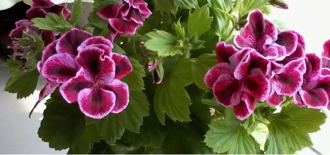 天竺葵蝴蝶梅一年开几次花,蝴蝶梅和天竺葵有啥区别