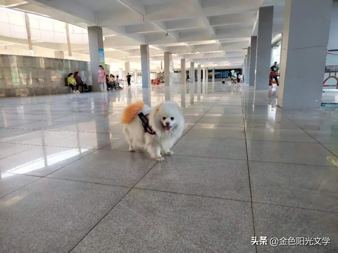 小学作文心爱之物点评,心爱之物300字作文