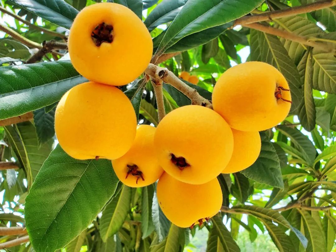 这5种水果浑身都是宝,这种水果全身都是宝