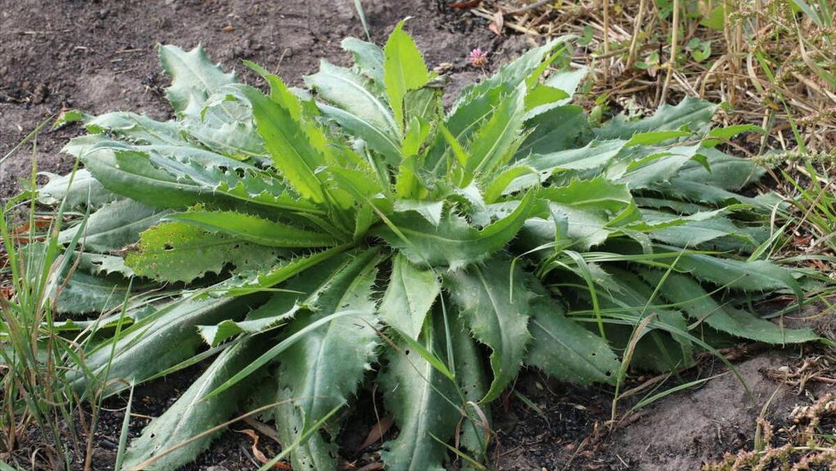 夏天降火气吃什么好呢,夏季如何去火排毒养生