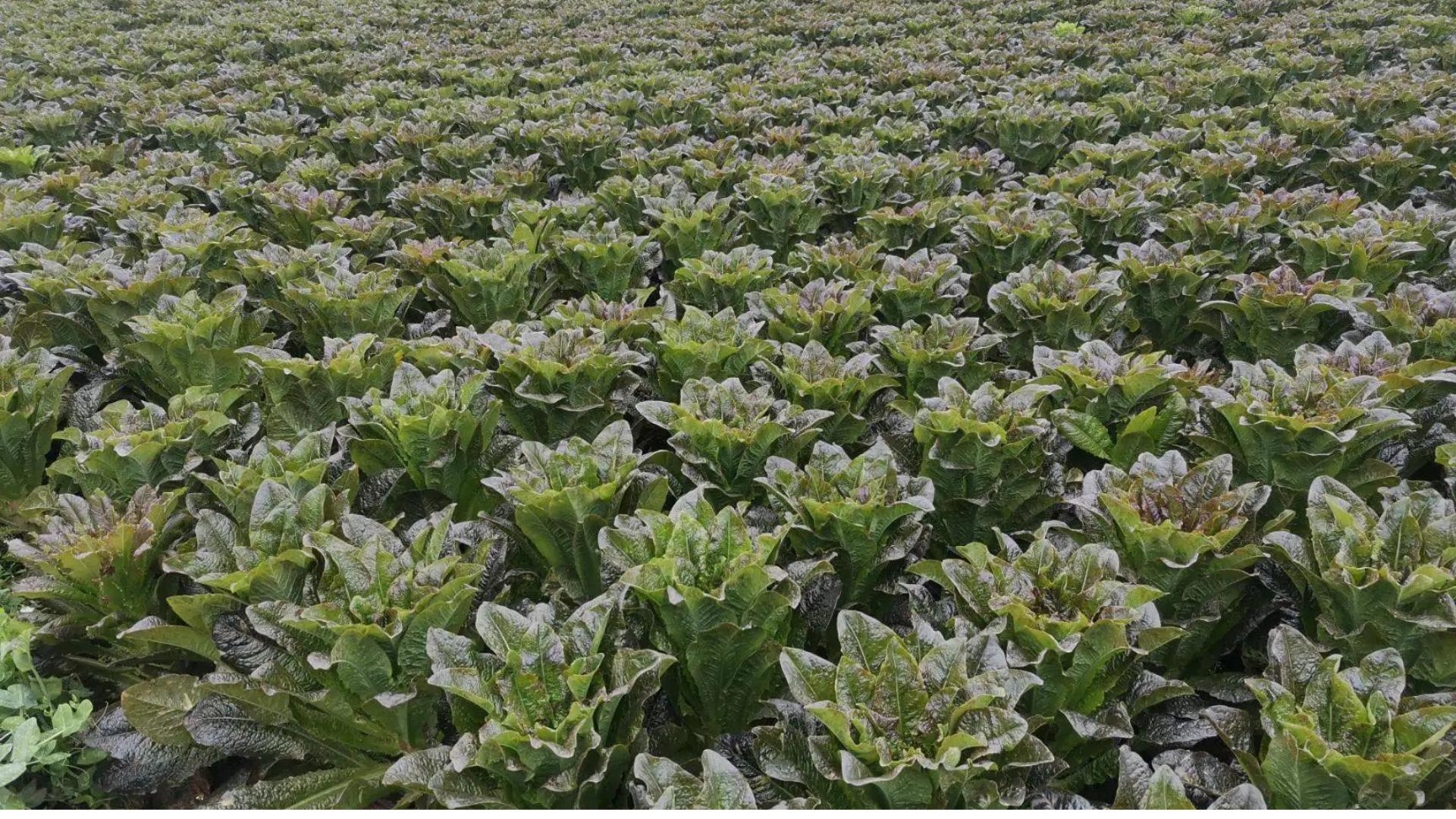 怎样种植莴笋的全过程,怎样种植莴笋又嫩又好吃