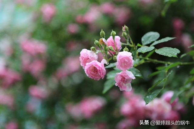 生如夏花灿烂的时候,生如夏花绚烂绽放歌曲视频