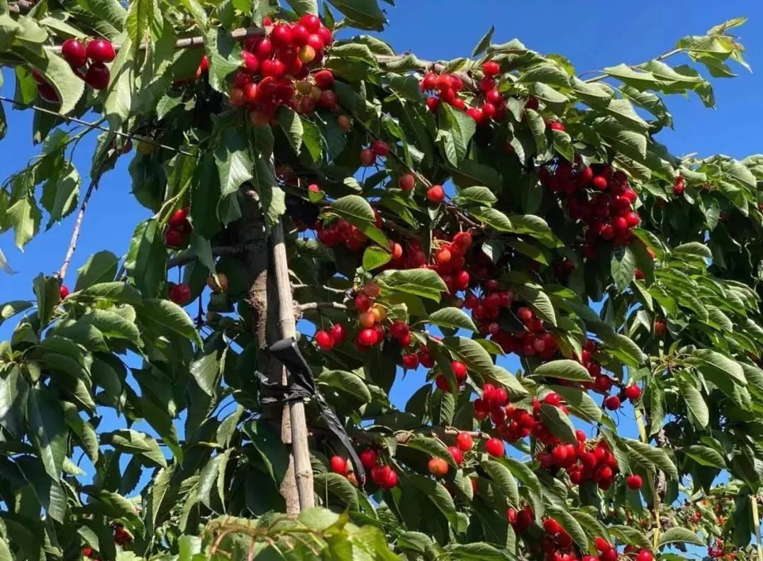 哪个国家能实现车厘子自由,在云南实现车厘子自由