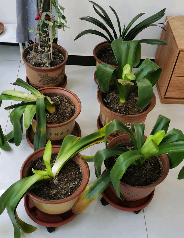 君子兰怎么养的叶片均匀肥厚美观,君子兰怎么才能长得又肥又厚