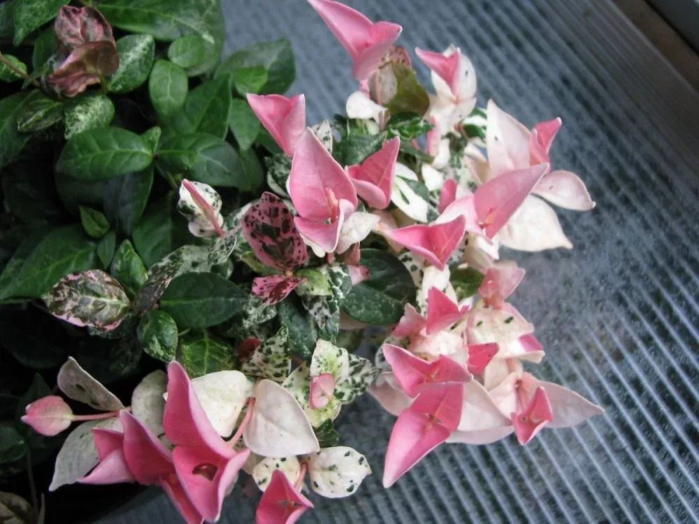 新叶看起来像三角梅的花，花叶络石真有这么好看吗？