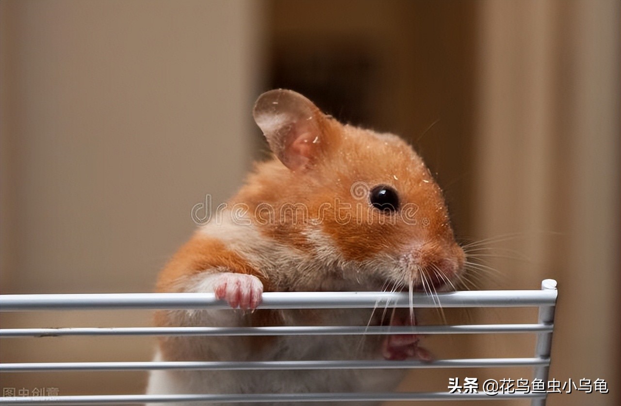 了解一下仓鼠吃什么,仓鼠可以啃的树枝种类大全