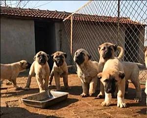 十个养殖项目,新手养殖什么项目最好