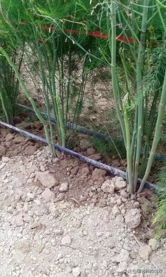 可食用景观植物案例：芦笋价值开发与育苗种植技术