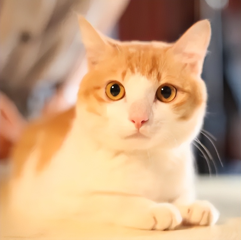 猫咪乳腺结节,猫咪乳腺硬块怎么消除