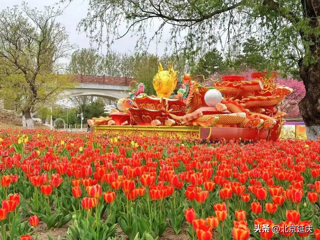 延庆冬奥小镇游玩,北京冬奥延庆观光旅游