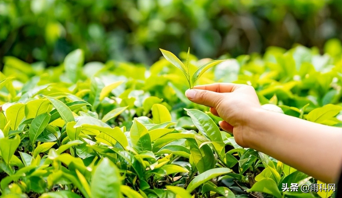 茶叶小程序商城开发方案,酒类商城小程序