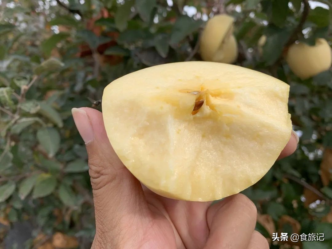 断货王！出口级威海金苹果，今日半价就能买1箱