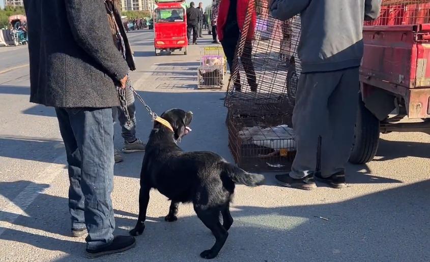 拉布拉多被卖入狗肉车的视频,拉布拉多被卖狗市