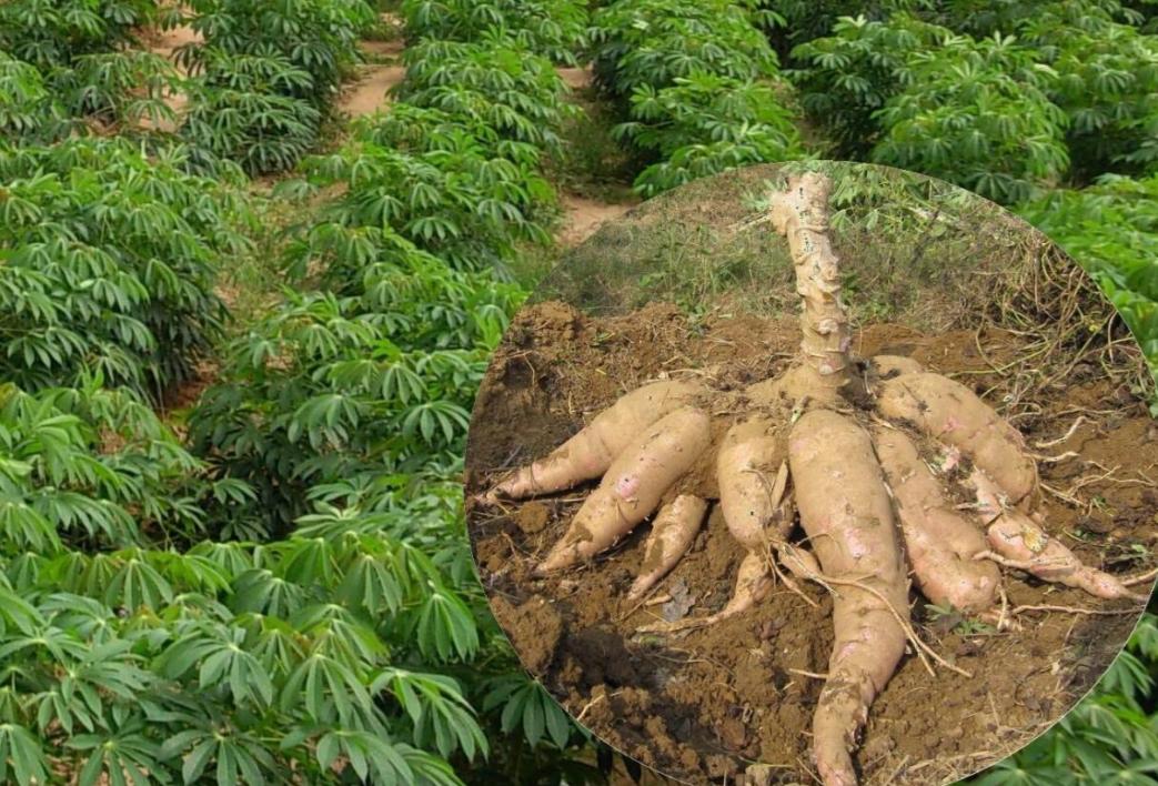 木薯粉中毒事件,木薯粉中毒