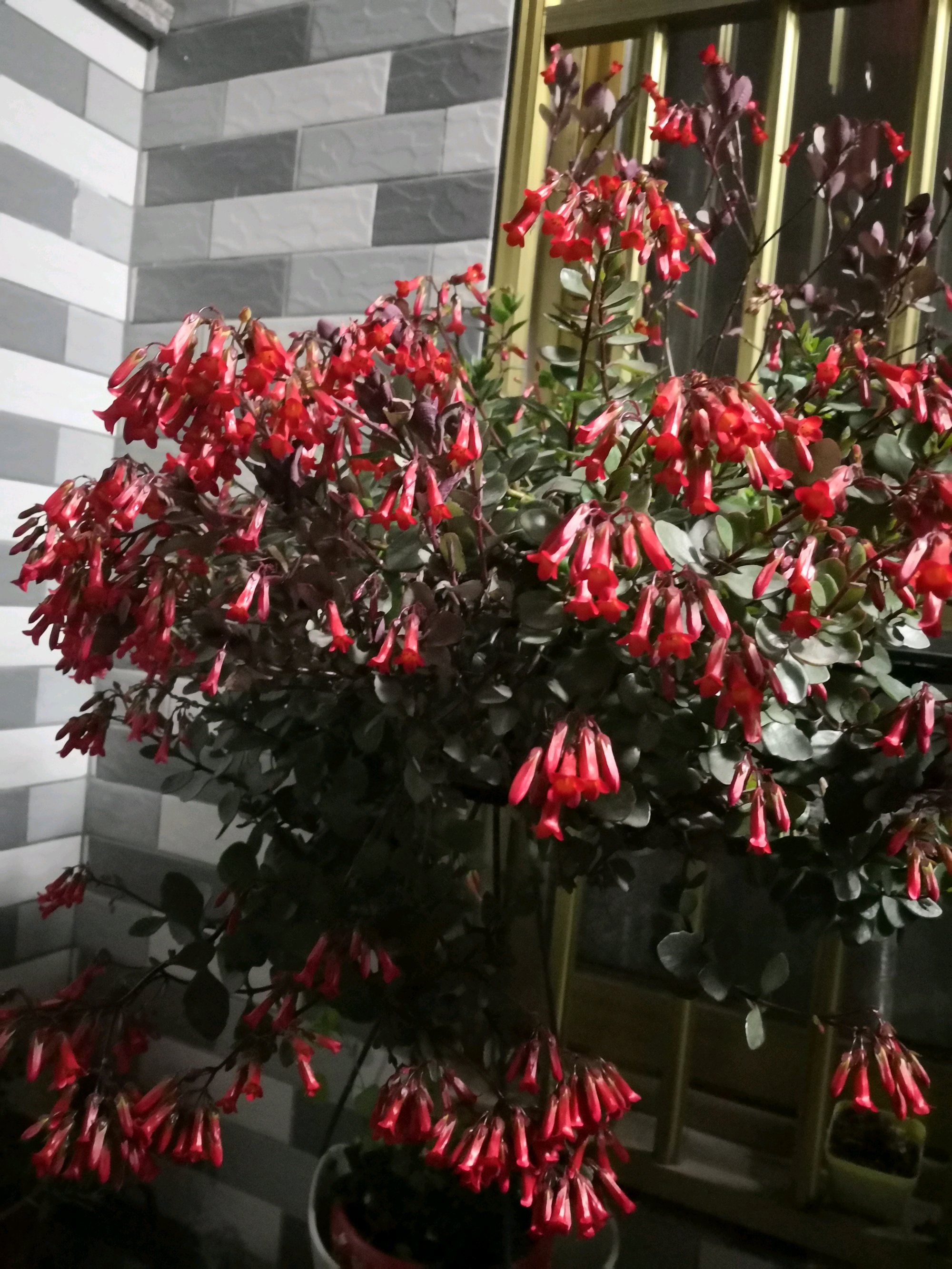 年宵花新品种有哪些名字,灯笼花的个性养护法