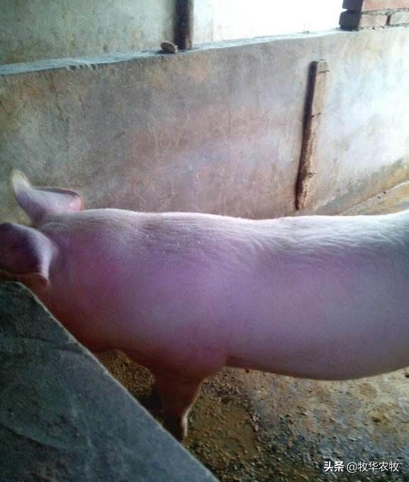 猪吃食正常耳朵有点发红是啥原因,猪全身发红不吃食精神不好