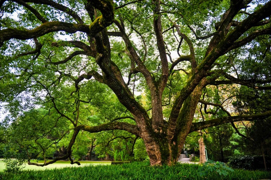 魔都，隐蔽60年的花园酒店，一窗一檐都是故事