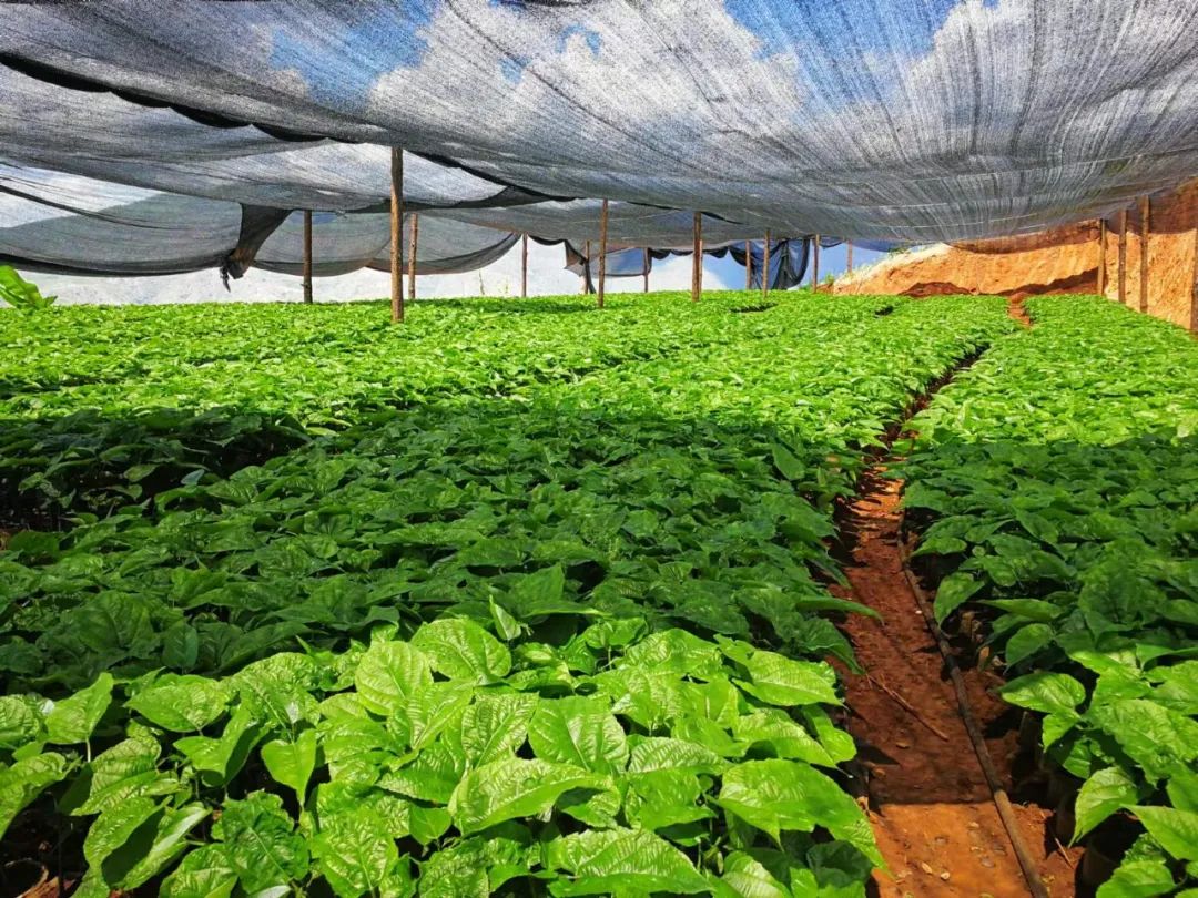 乡村振兴之美丽乡村建设,乡村振兴成就美丽小村