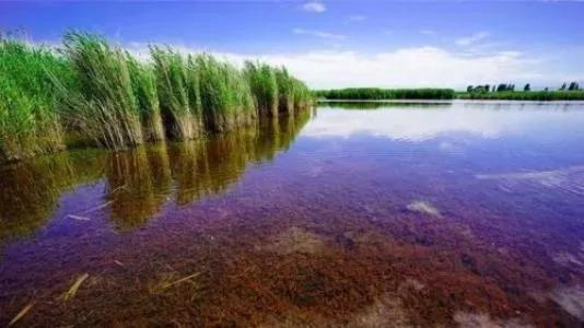 新疆玛纳斯湿地迎来候鸟迁徙,玛纳斯国家湿地公园迎候鸟