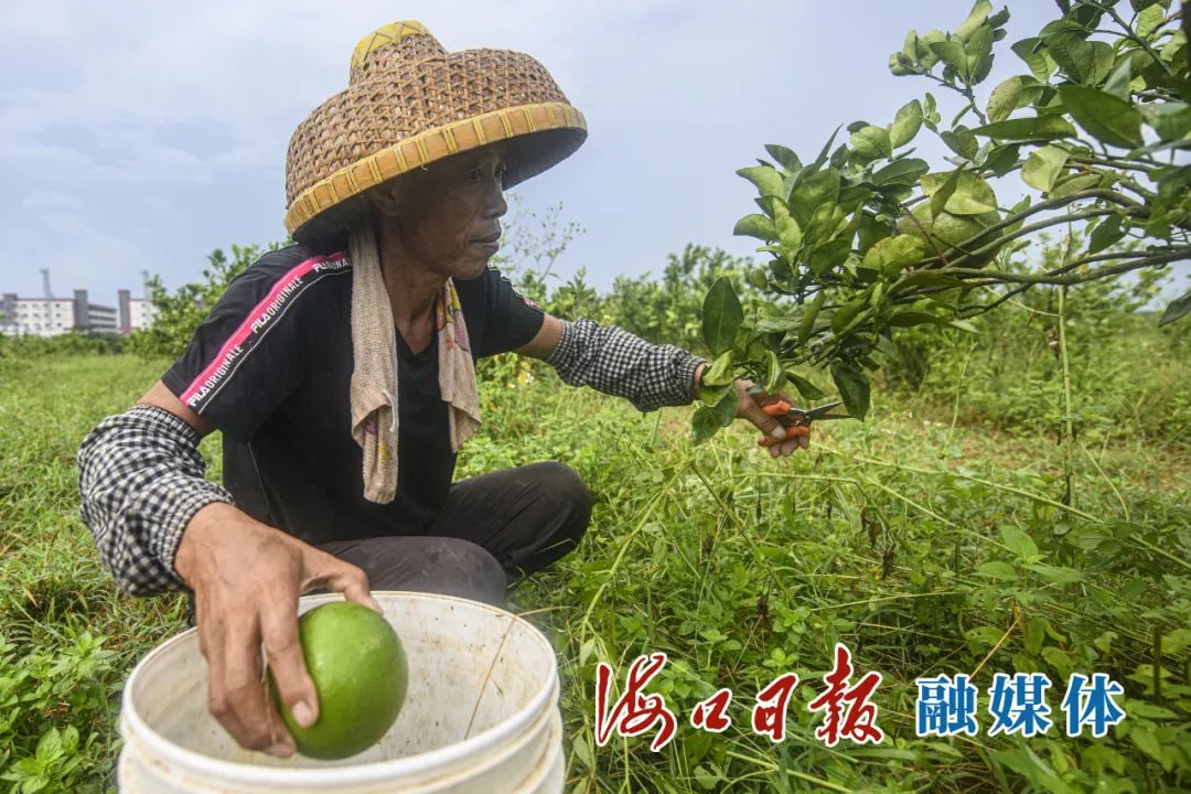 美兰区金堆村引进西柚种植，让村民鼓了“腰包”