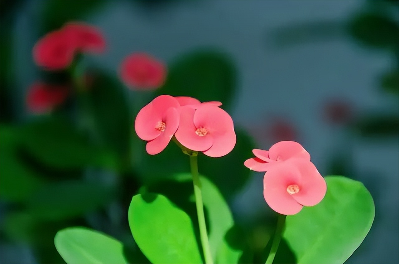 四季最好养的10种花,最适合新手养的5种花清新自然