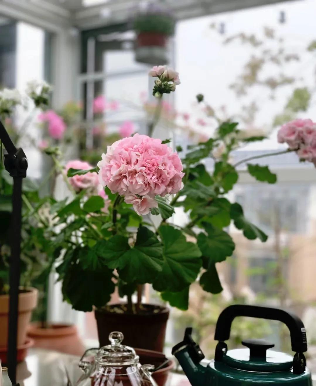 90后将天台改造成空中花园,90后姑娘回家改造楼顶花园