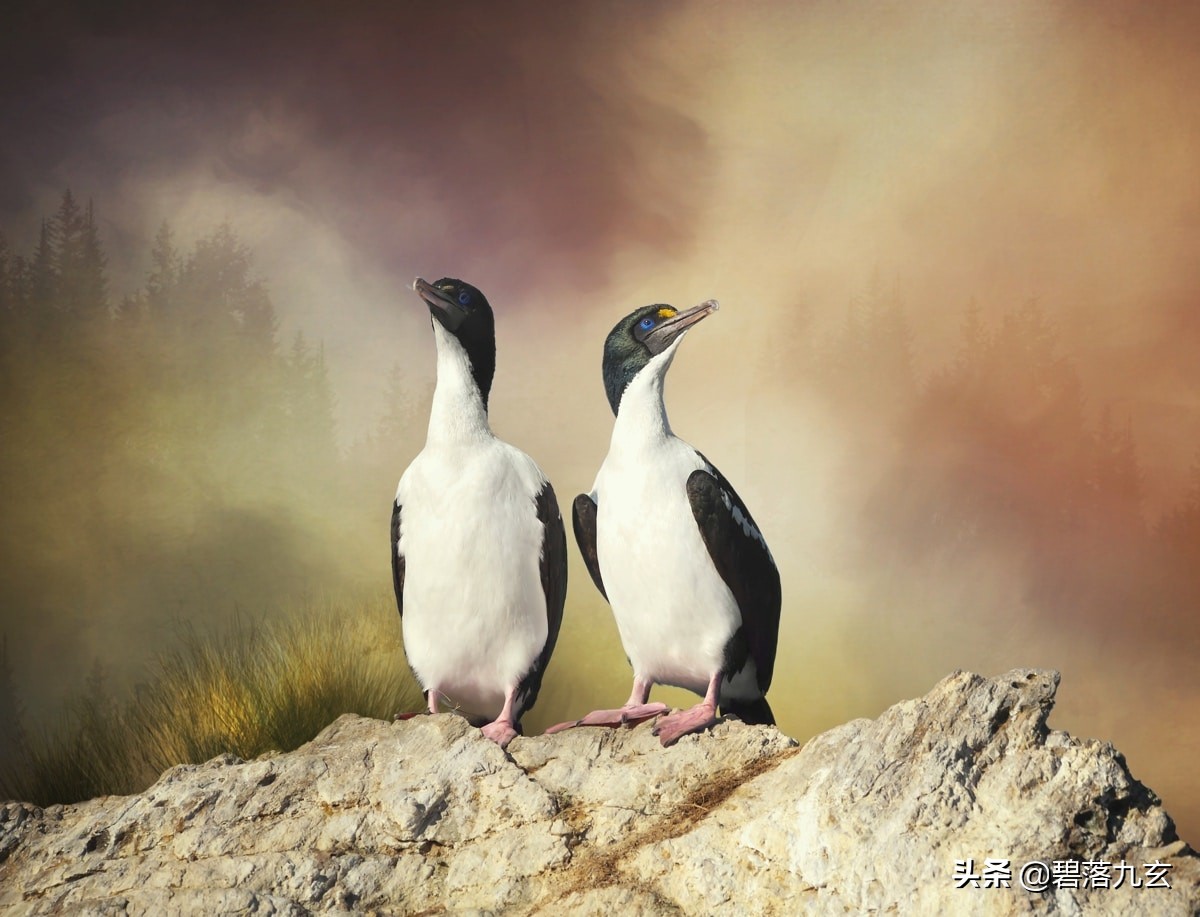 两只松鼠的爱：赢得2021年度特写摄影师挑战赛