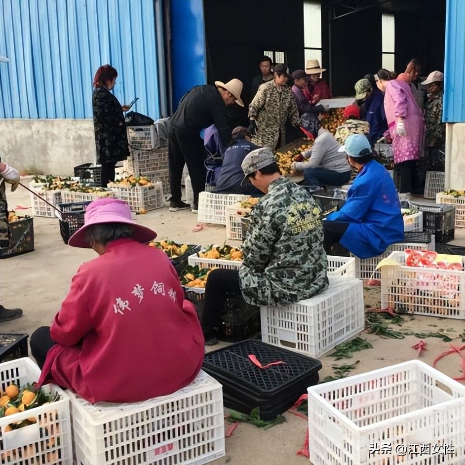 赣鄱巾帼创之乡村振兴篇丨廖春香：发展特色产业带领妇女姐妹走上致富路