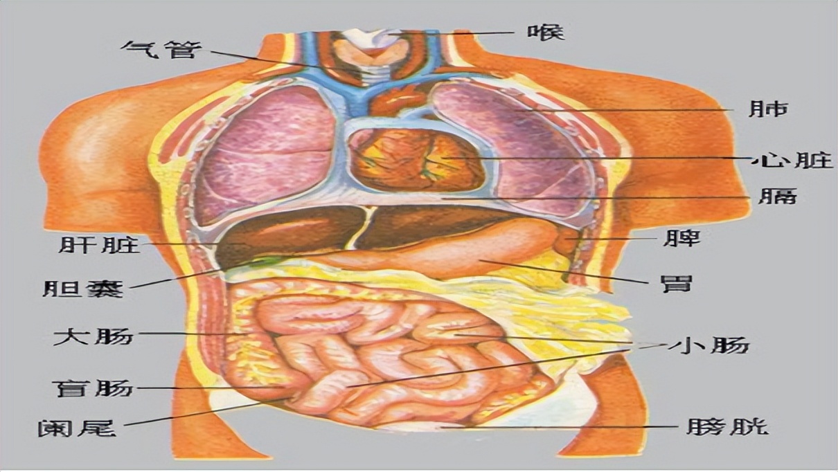 腰两侧赘肉是什么原因导致的,怎么按摩快速消除腰两侧赘肉