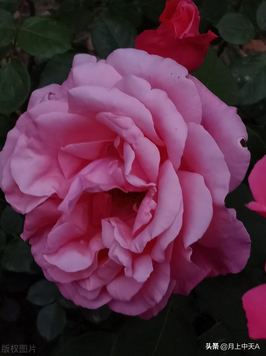 咏月季花七绝,咏月季花七绝七言诗