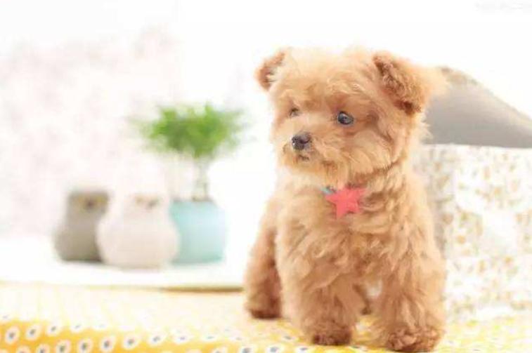 泰迪狗狗拉稀带血什么原因,泰迪狗狗拉稀但精神好怎么回事