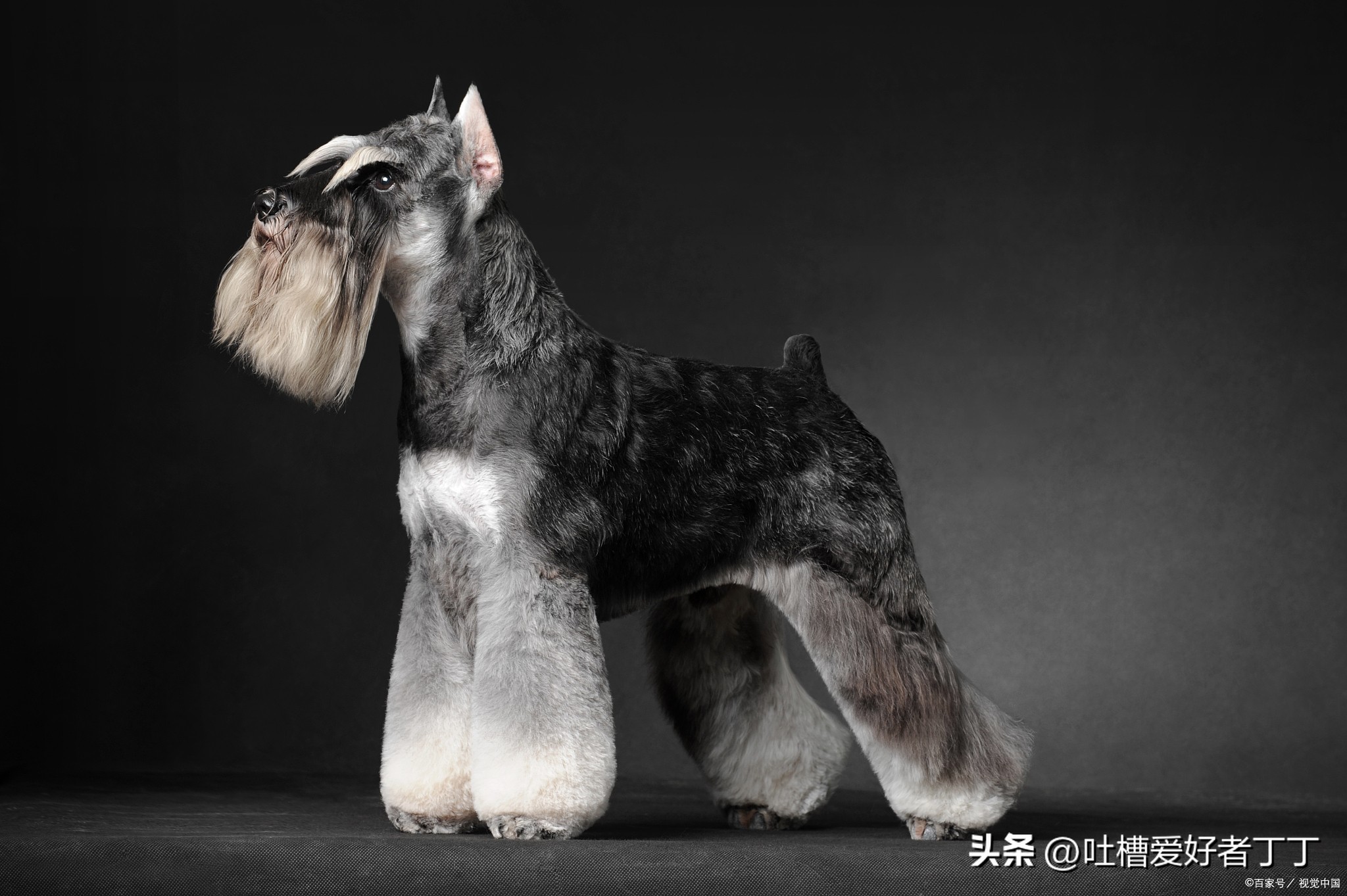 为什么有人养雪纳瑞,为什么越来越多人养泰迪