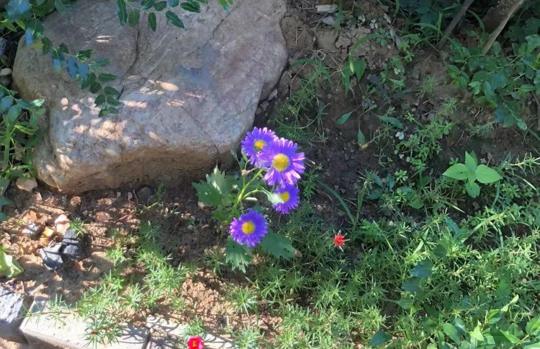 裸辞陪娃还是工作好,31岁男生裸辞后的生活真实感受