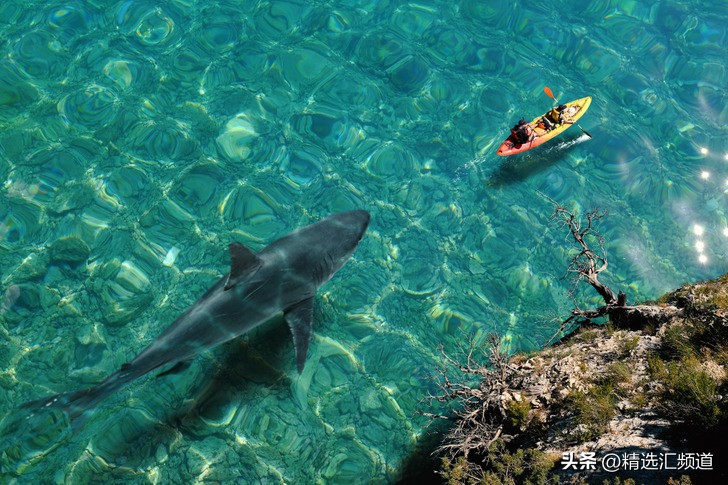 怎么防止鲨鱼进入沙滩,如果发现鲨鱼怎么办