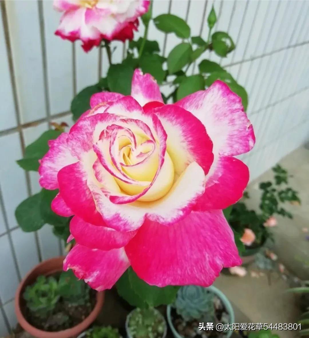 天热后，6种花太能飘香，幸亏我家养了一盆，一花香满屋