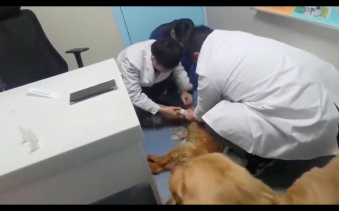 金毛倒地抽搐怎么回事,金毛晕倒主人痛哭