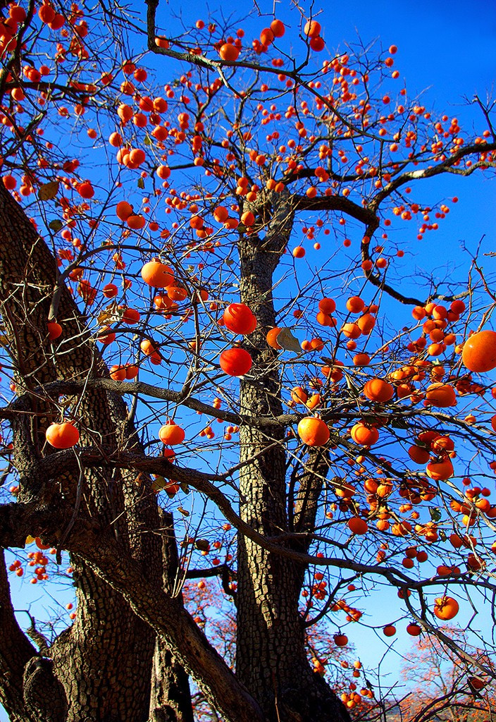 家门口种什么果树最好最旺财,客厅种什么果树旺宅还好养