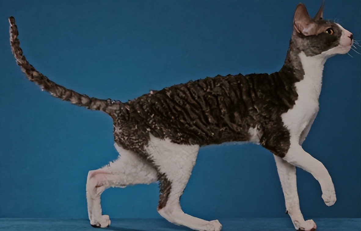 纯种猫咪有哪些颜色,纯种宠物猫有哪些品种