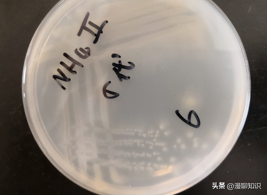 高效脱氮菌种,高效脱氮菌