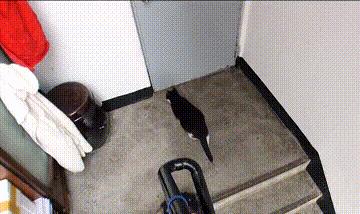 一只小流浪猫一直在小区门口,门口突然来了一只猫不停的叫