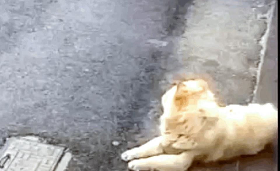 狗咬女人的事件原因,狗咬女孩子事件