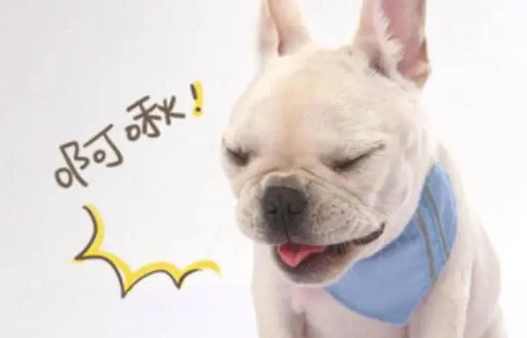 狗狗打喷嚏是不是感冒了,狗狗打喷嚏就是犬瘟吗