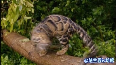 中国最难人工繁育的动物,我国濒危的豹