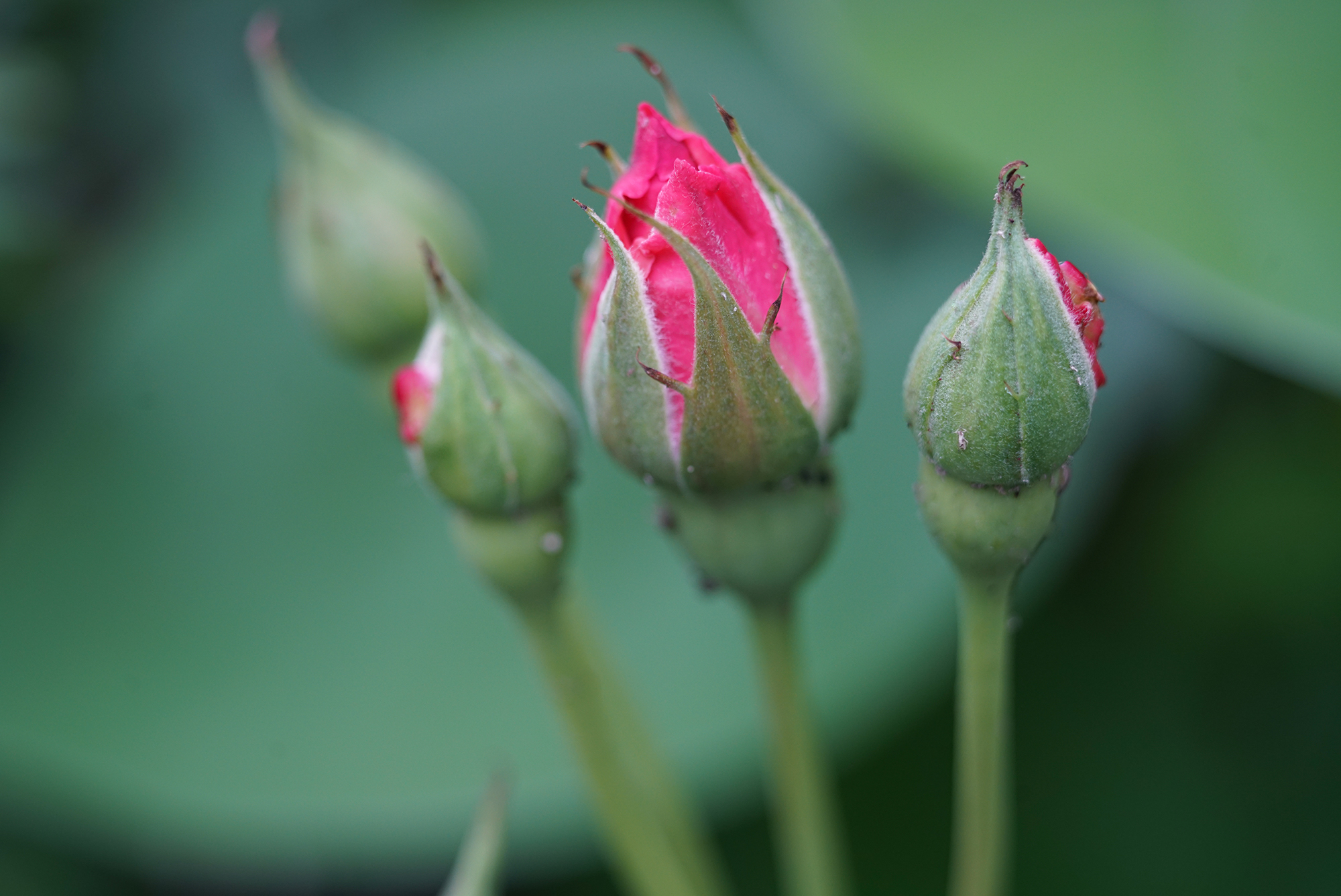 takumar55mm闀滃ご,takumar50mmf1.4闀滃ご