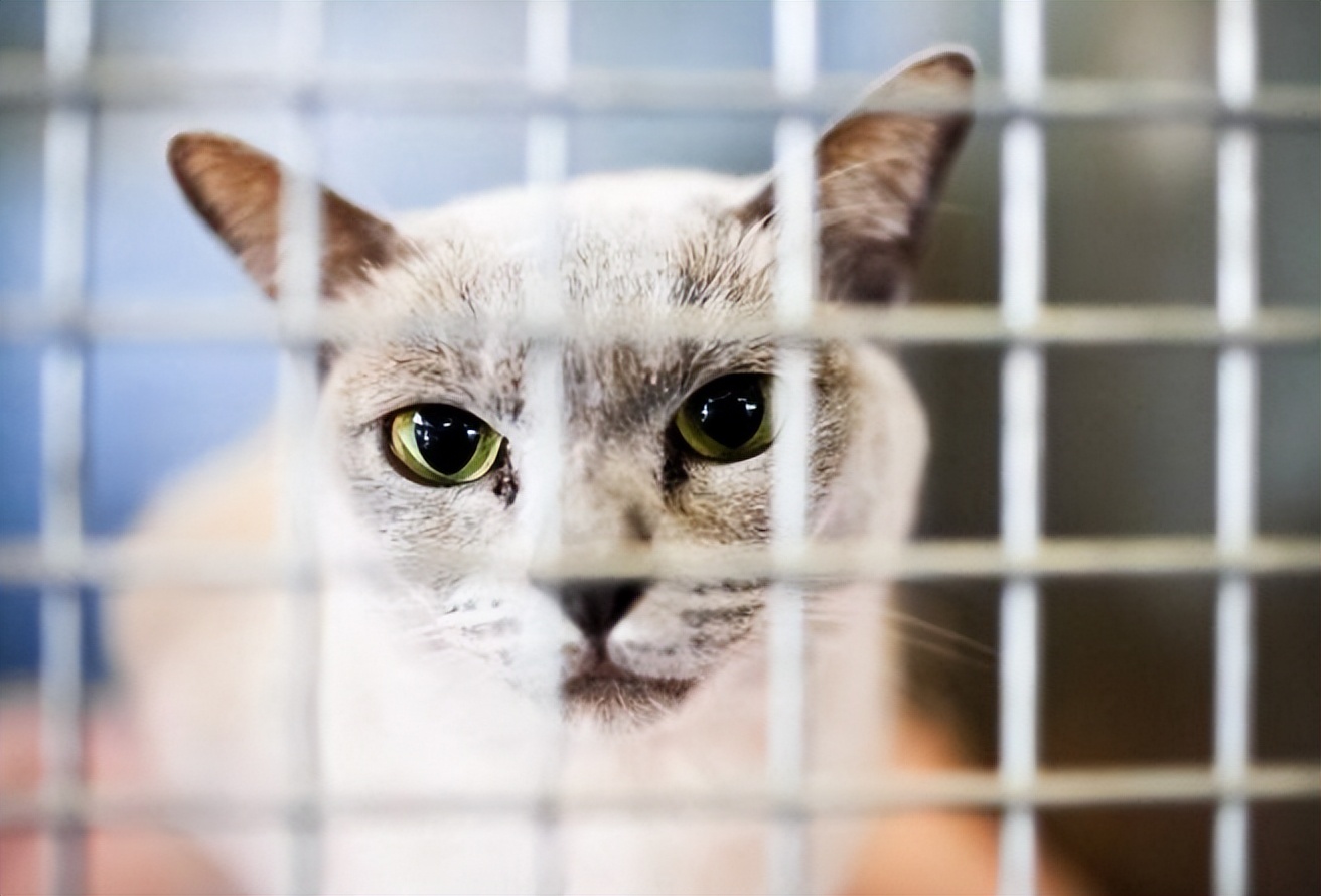 猫皮肤检查,猫皮肤疾病图片