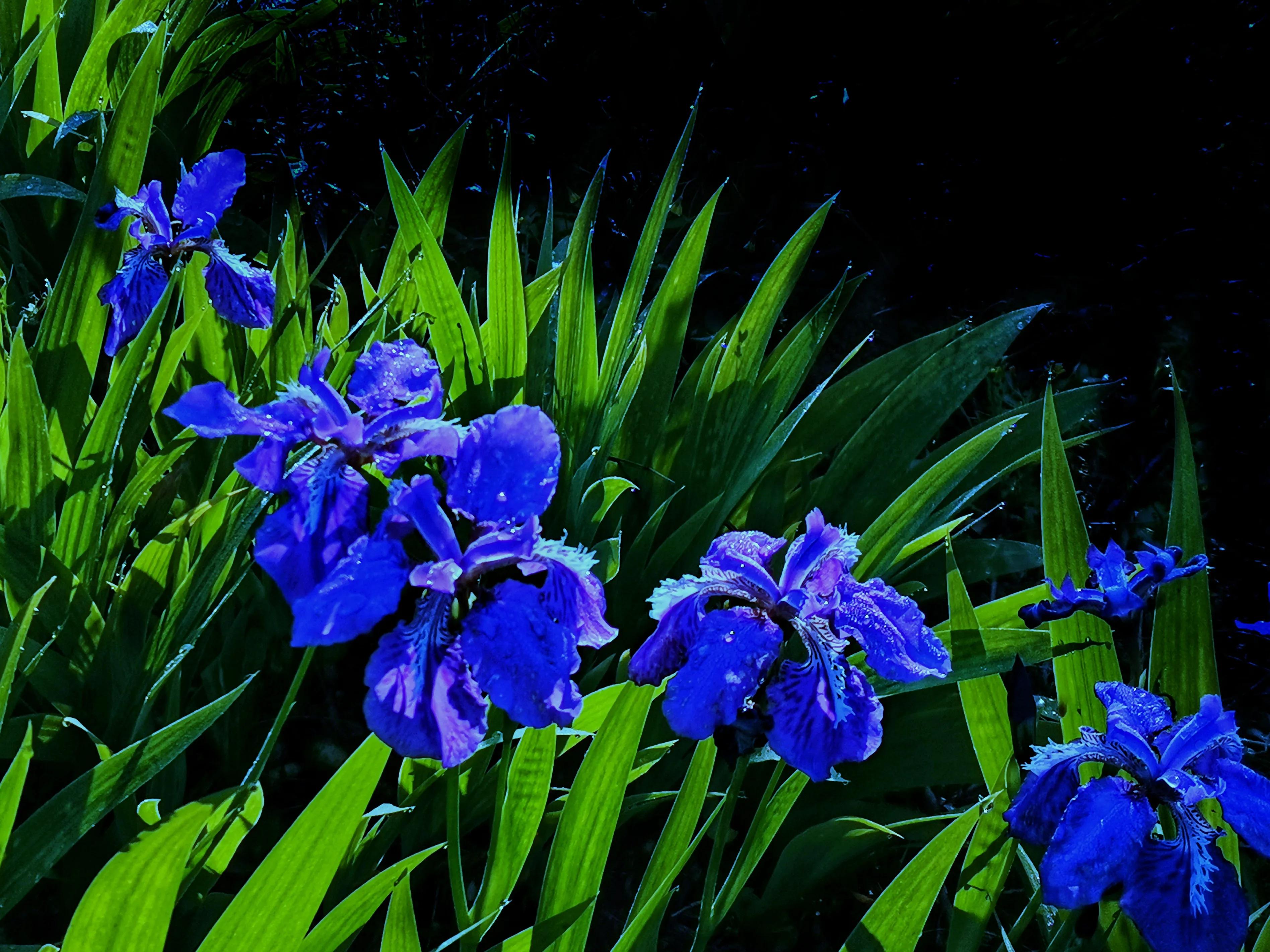 百花酿诗韵芬芳留人间（一）