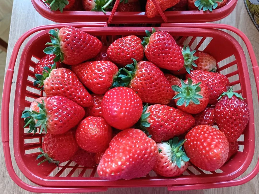 猜灯谜举杯邀明月,猜灯谜元宵佳节