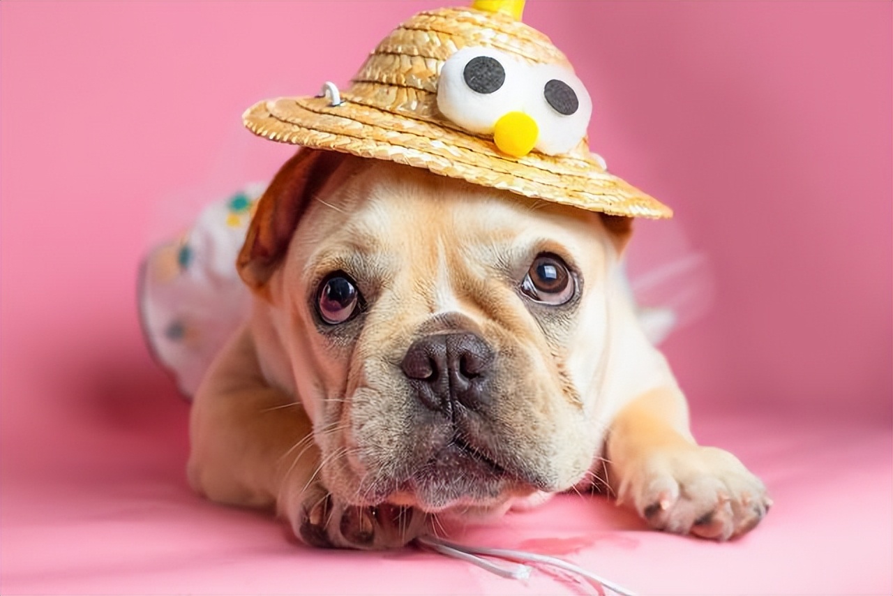 养不同狗的性格特点,狗有这几种特征代表你养得好